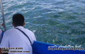 meemberi-makan-ikan meemberi-makan-ikan