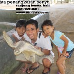 turtle-farm